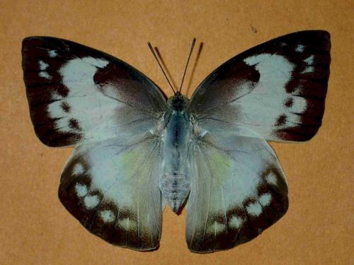Réf. 230 896 : Catopsilia pomona